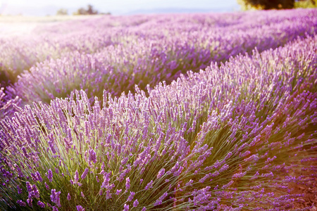 在普罗旺斯，法国的 valensole 附近的薰衣草田