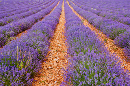 在普罗旺斯，法国的 valensole 附近的薰衣草田