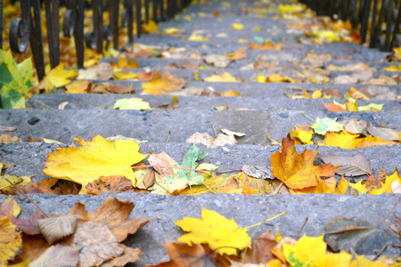 旧的台阶覆盖在秋天的落叶