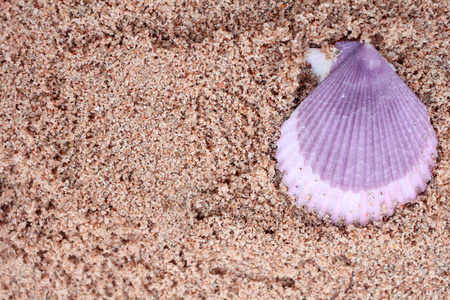 海滩上的贝壳