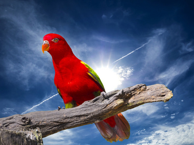 近摄镜头之眼的红色金刚鹦鹉鹦鹉鸟