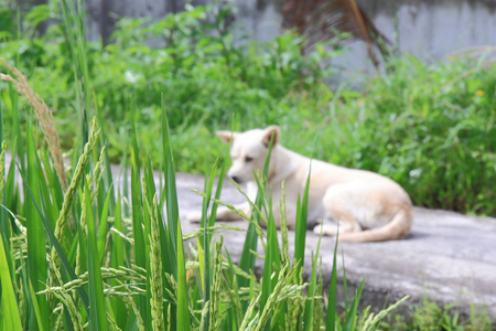 稻田和狗在印度尼西亚巴厘岛的背景