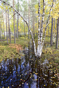 俄罗斯森林苔原的秋景