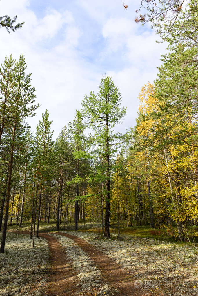 俄罗斯森林苔原的秋景