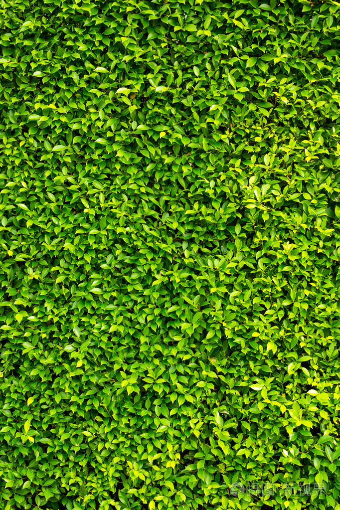 绿色的树叶墙背景