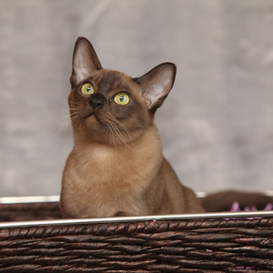 在银毯只漂亮的缅甸猫
