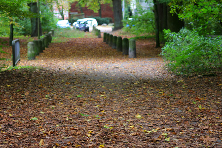 公园里的小路, 到处都是树叶