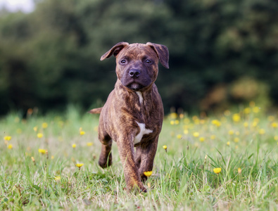 斯塔福郡斗牛犬小狗