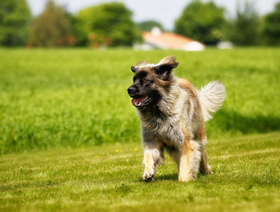 leonberger 狗