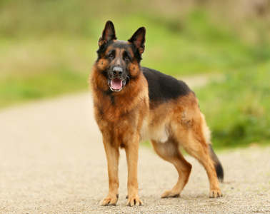 成人的德国牧羊犬