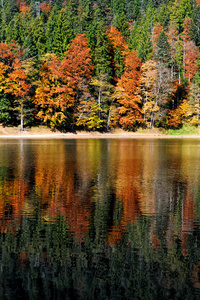 在秋天的森林湖