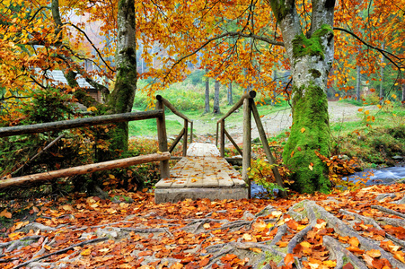秋天的森林桥
