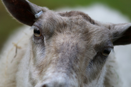 羊的眼睛的特写镜头