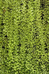 植物墙，绿色的背景