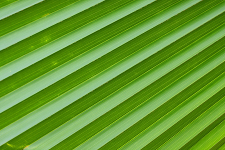 绿色的棕榈叶的对角线