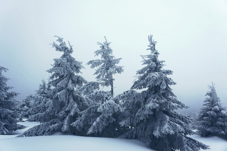 白雪覆盖的树木