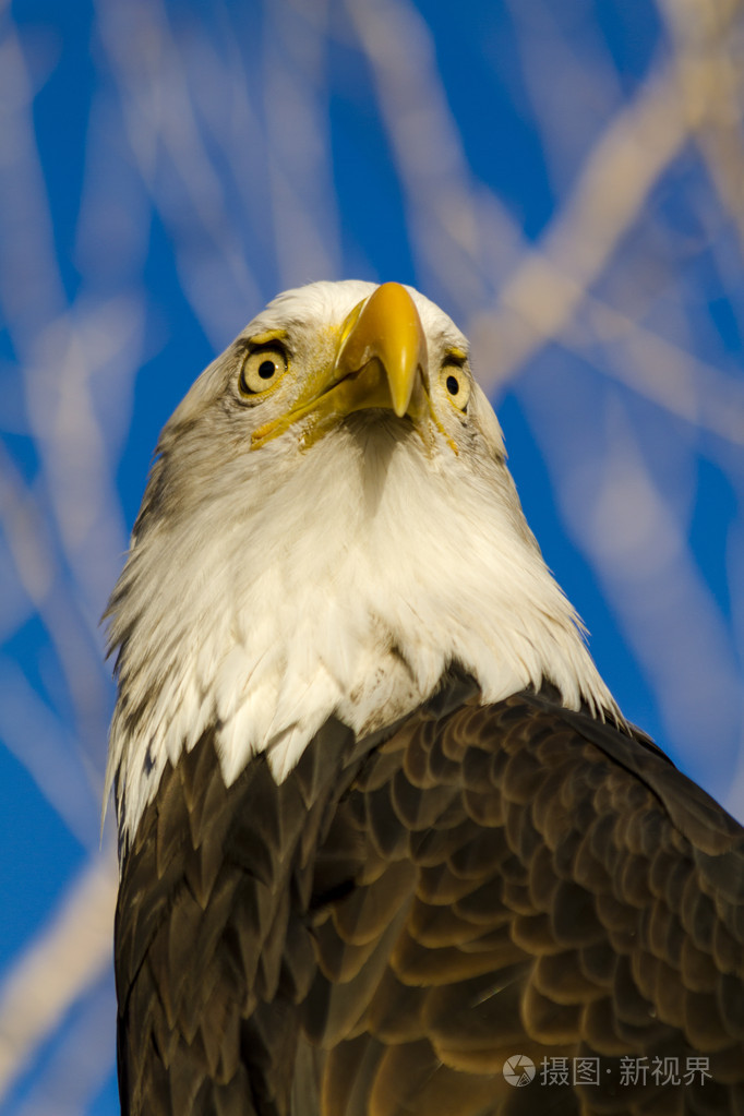 美国的秃头鹰在秋季的设置