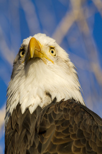 美国的秃头鹰，在秋季的设置