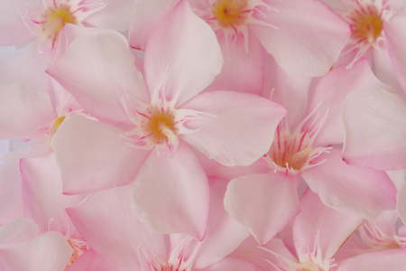 粉红色的花，甜夹竹桃的特写