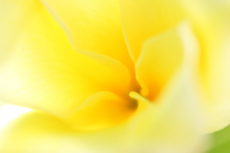模糊的黄色花。抽象的多彩春天背景。阿兰