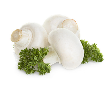 双孢菇蘑菇上孤立的白色背景