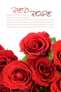 红玫瑰花束带有白色背景上的示例文本