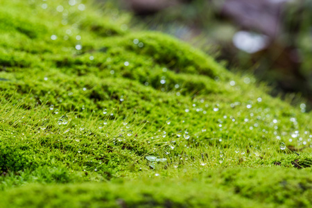 绿色的青苔背景关闭