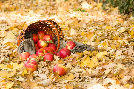 装有苹果在秋天的落叶，在森林里的篮子