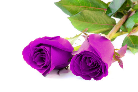 两朵紫罗兰色的玫瑰在白色背景被隔绝