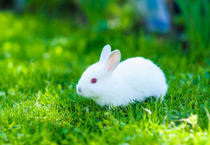 兔宝宝图片