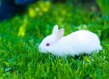 在草丛中的有趣的婴儿白色兔子