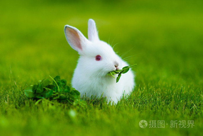 有趣的婴儿白色兔子