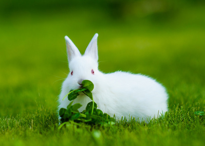 有趣的婴儿白兔子吃草三叶草照片