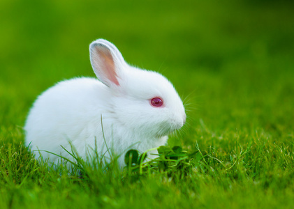 兔子吃草图片