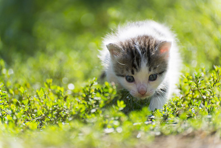 多彩的小猫走在绿色的草地