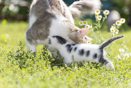 那只猫正在玩一只小猫在绿色草地上