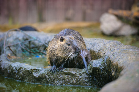 亚洲野生海狸鼠