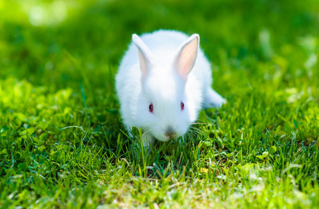 在草丛中的有趣的婴儿白色兔子