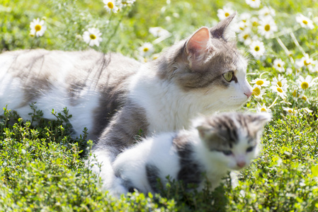 那只猫正在玩一只小猫在绿色草地上