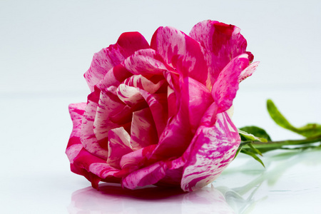 色彩鲜艳 美丽 细腻的玫瑰详细信息