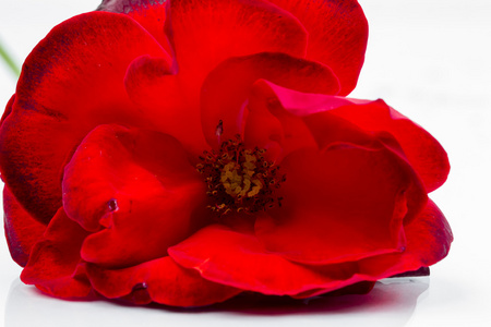 色彩鲜艳 美丽 细腻的玫瑰详细信息