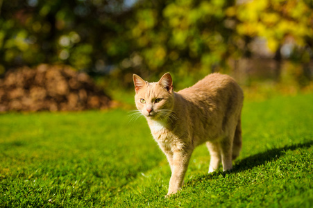 有趣的红发猫