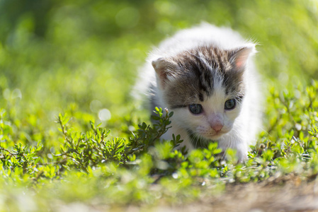 多彩的小猫走在绿色的草地