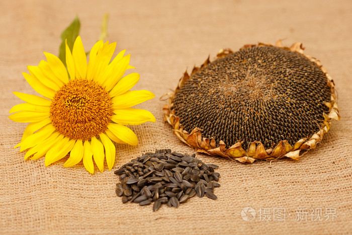秋天的收获.花卉种子, 种成熟粒葵花籽,葵花籽