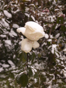 盛开的玫瑰和雪