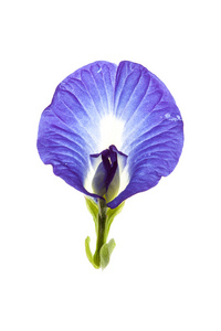 孤立的 clitoria ternatea