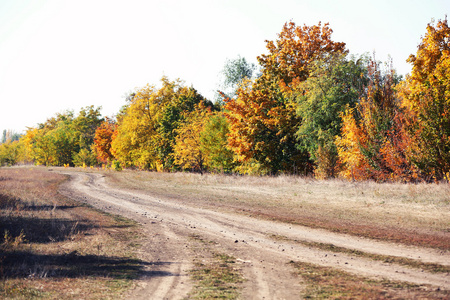 道路和美丽秋天的树木