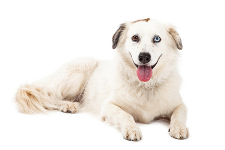 澳大利亚牧羊犬混种狗铺设