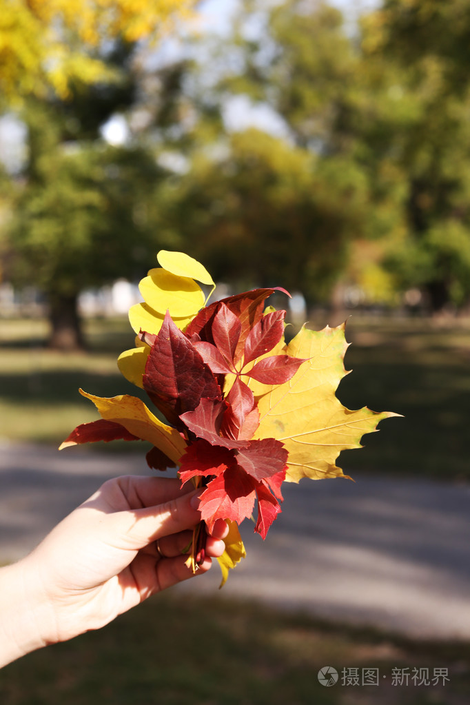 美丽的秋天的树叶在手,在户外