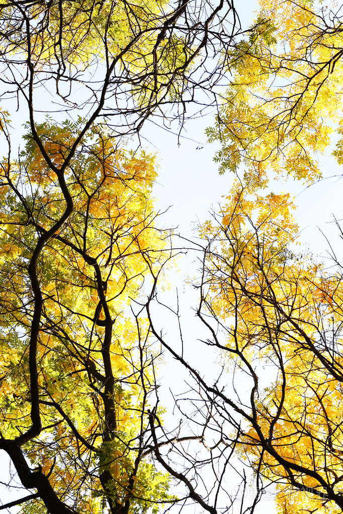 美丽的秋天树树枝